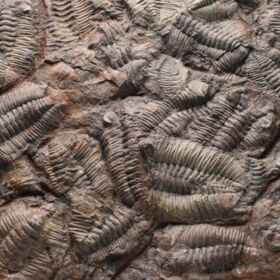 deska plná trilobitů