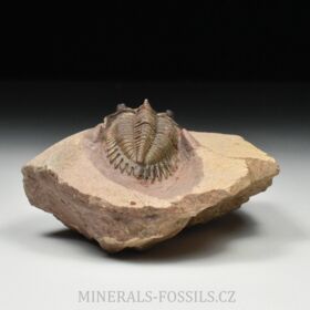 trilobit Metacanthina issomourensis