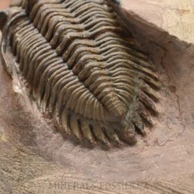 trilobit Metacanthina issomourensis