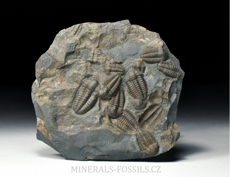 trilobit Ellipsocephalus hoffi