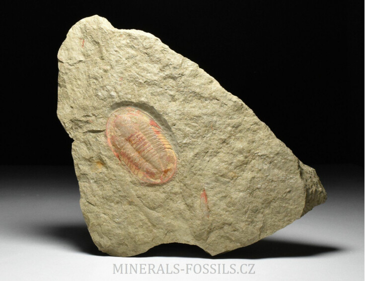 trilobit Asaphus fezoutaensis