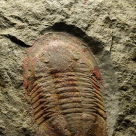 trilobit Asaphus fezoutaensis