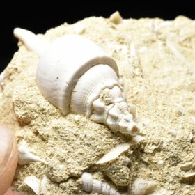 fosilní lastury - Clavilithes parisensis