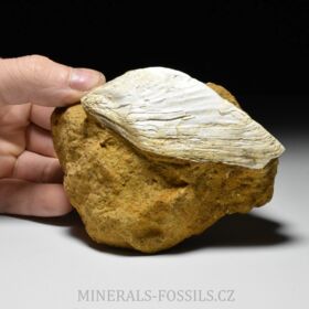 fosilní slávka - Congeria sp.