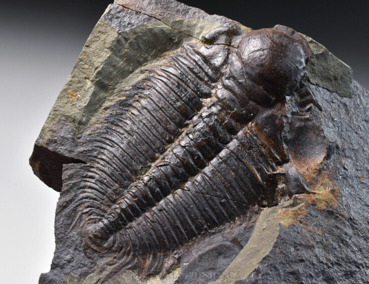 trilobit Hydrocephalus minor