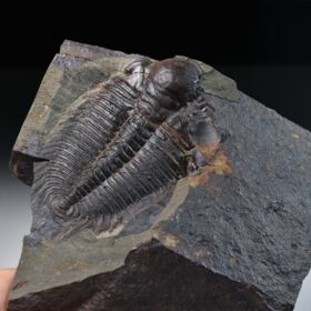 trilobit Hydrocephalus minor