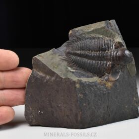 trilobit Hydrocephalus minor