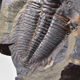 trilobit Hydrocephalus minor