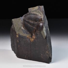 trilobit Hydrocephalus minor