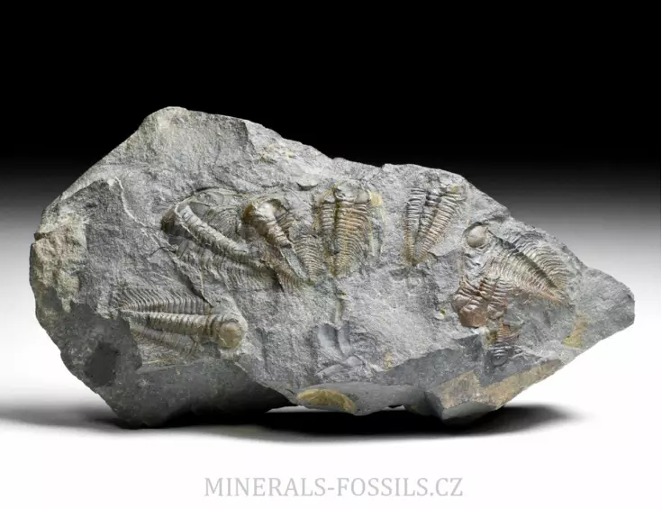 trilobit Paradoxides gracilis - vývojová stádia
