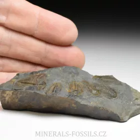 trilobit Paradoxides gracilis - vývojová stádia