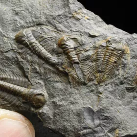 trilobit Paradoxides gracilis - vývojová stádia