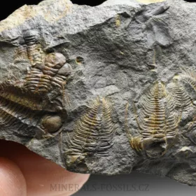 trilobit Paradoxides gracilis - vývojová stádia