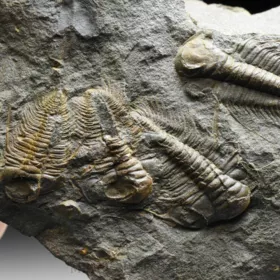 trilobit Paradoxides gracilis - vývojová stádia
