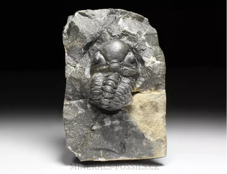 trilobit Reedops decorus