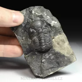 trilobit Reedops decorus