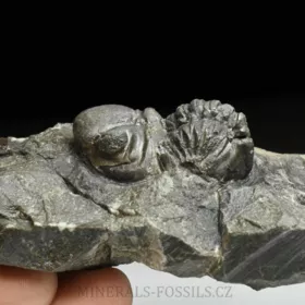 trilobit Reedops decorus