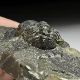 trilobit Reedops decorus