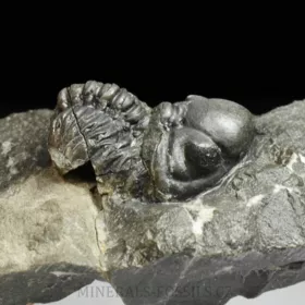 trilobit Reedops decorus