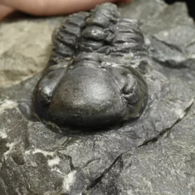 trilobit Reedops decorus