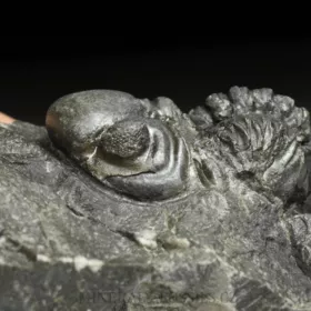 trilobit Reedops decorus