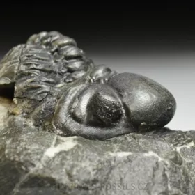 trilobit Reedops decorus