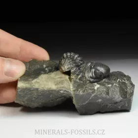 trilobit Reedops decorus