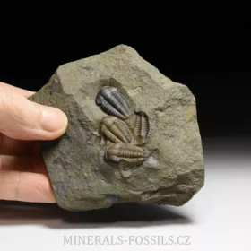 trilobit Ellipsocephalus hoffi