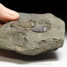 trilobit Ellipsocephalus hoffi