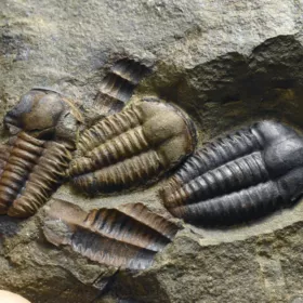 trilobit Ellipsocephalus hoffi
