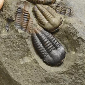 trilobit Ellipsocephalus hoffi