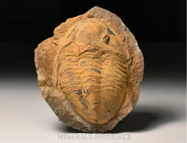 trilobit Asaphus sp.