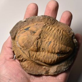 trilobit Asaphus sp.