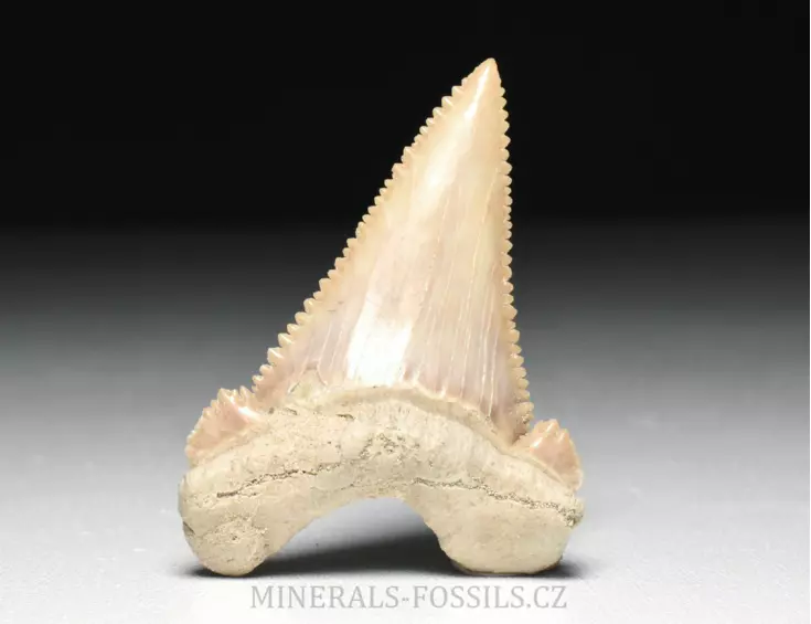 zub  žraloka - Palaeocarcharia orientalis