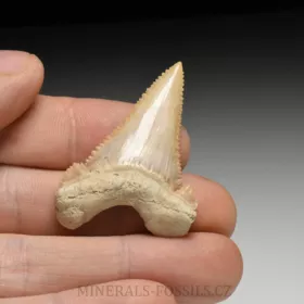 zub  žraloka - Palaeocarcharia orientalis