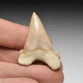 zub  žraloka - Palaeocarcharia orientalis