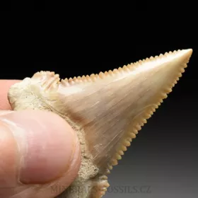 zub  žraloka - Palaeocarcharia orientalis