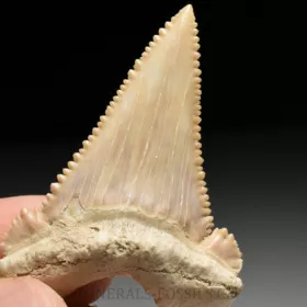 zub  žraloka - Palaeocarcharia orientalis