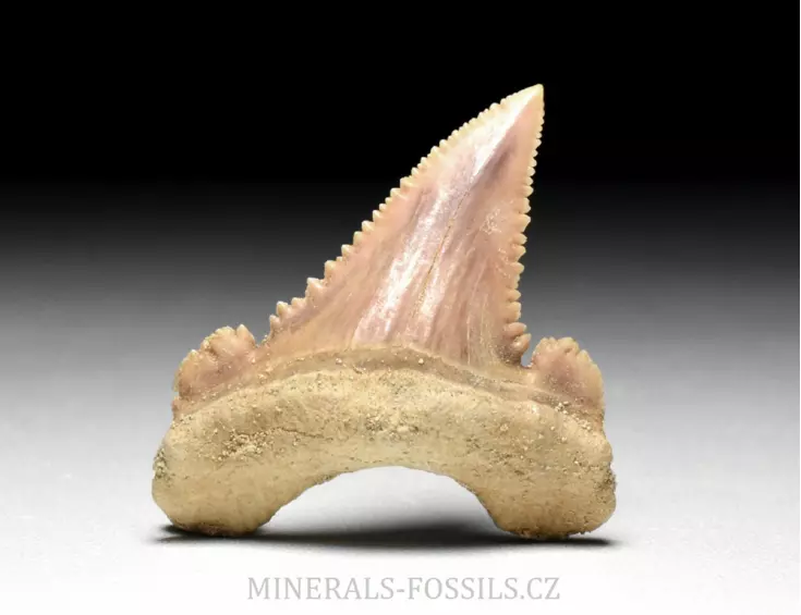 zub žraloka - Palaeocarcharia orientalis