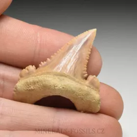 zub žraloka - Palaeocarcharia orientalis