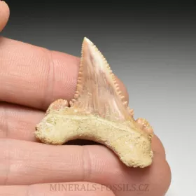 zub žraloka - Palaeocarcharia orientalis