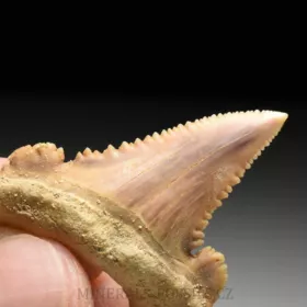 zub žraloka - Palaeocarcharia orientalis