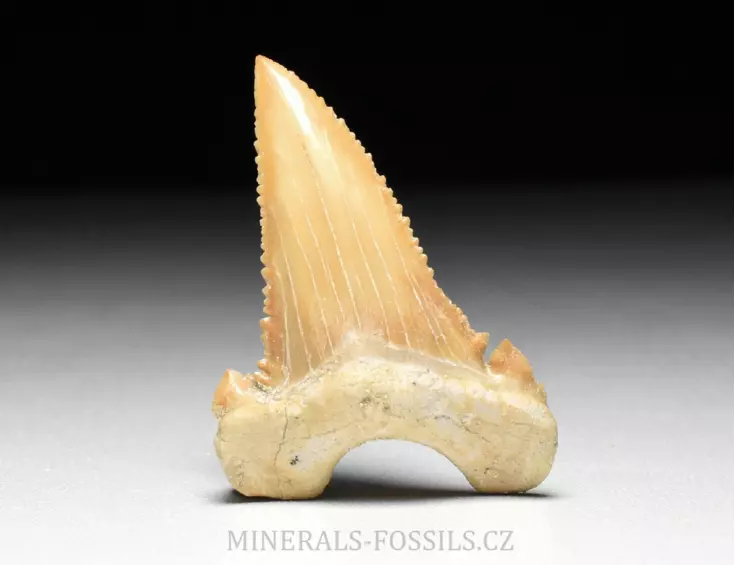 zub  žraloka - Palaeocarcharia orientalis