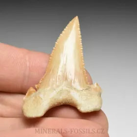 zub  žraloka - Palaeocarcharia orientalis