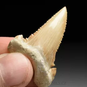 zub  žraloka - Palaeocarcharia orientalis