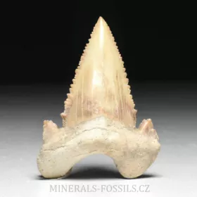 zub  žraloka - Palaeocarcharia orientalis