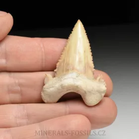 zub  žraloka - Palaeocarcharia orientalis