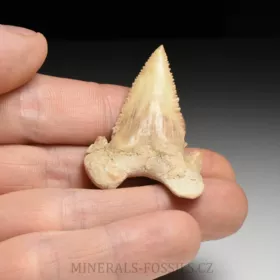 zub  žraloka - Palaeocarcharia orientalis