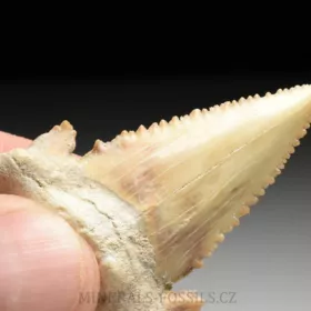 zub  žraloka - Palaeocarcharia orientalis