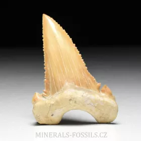 zub  žraloka - Palaeocarcharia orientalis